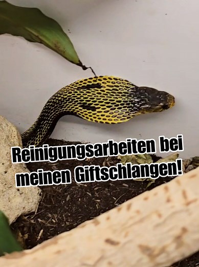 Replying to @tru3ff3l Natürlich wird bei allen giftigen Tieren genau so und auch genau so oft sauber gemacht, wie bei den ungiftigen - nämlich so oft, wie es nötig ist 🙏🏻 Nur weil die Tiere giftig sind, ändert sich grundlegend nichts an der Pflege der Terrarien, lediglich der Umgang mit den Tieren, erfolgt natürlich deutlich vorsichtiger! Immerhin kann (oder sollte 😬) man bei einer Giftschlange nicht mit der Hand ins Terrarium greifen, um
