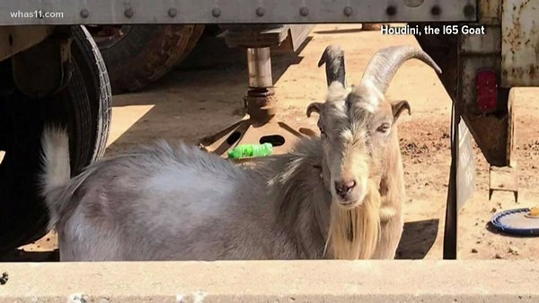 Goat injured on I-65