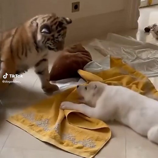 Tiger and Alabai Friendship: Unlikely Animal Friends