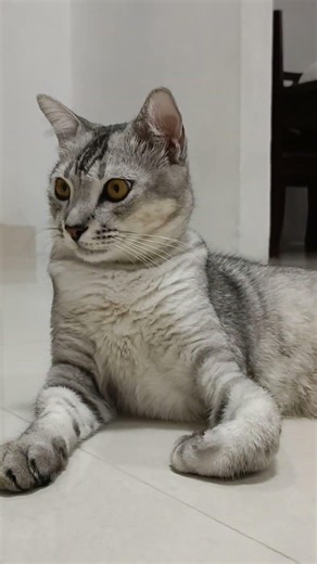 Percaya Diri Banget, Gayanya Bikin Ketawa! 😂 #kucing #kucinglucu #yuyu #shorts #trending