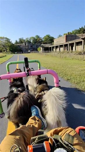 Mushing past Fort Hancock today on the Sandy Hook Multi-Use Trail on a peninsula in NJ! #MushQuest #WooFDriverOnTour | WooFDriver