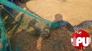 Charilam : A Python was caught by locals from Rangapania river at Parimal Chowmuhani area. TIWN Video Oct 24, 2021 https://www.youtube.com/watch?v=FFuGxtR5sOM | Tripurainfoway