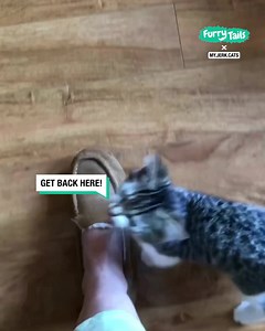 How to teach kittens not to trip you while walking 🐈‍⬛😸 | Furry Tails