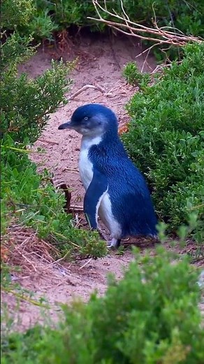 The world’s tiniest penguin is too cute to handle.🐧 #MiniSpark #PenguinLove #NatureShorts