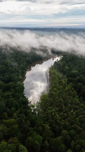 🌿 World Rainforest Day 🌿 Protecting forests means protecting our future At Danau Girang Field Centre, nestled beside a quiet oxbow lake in the lowland rainforest of the Lower Kinabatangan Wildlife Sanctuary, we see that future every day in the calls of hornbills overhead, elephant tracks by the riverbank and young researchers learning from the field. Through research, training and collaboration, we work to better understand and protect this incredible ecosystem. There is still much to be done 