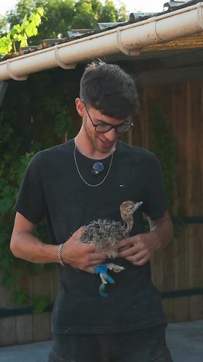 Il élève des centaines d’autruches 😱 J’ai rencontré @antho_dlpn, à la ferme L’Autruche de Laurette près de La Rochelle, qui m’a fait découvrir son métier : éleveur d’autruches ! Un métier peu ordinaire, fascinant et passionnant. 📍 @lautruchedelaurette, Marsilly Dans le cadre de mon Tour de France en van, je pars à la rencontre d’artisans, de producteurs, d’agriculteurs et de passionnés qui me font découvrir leur savoir-faire et leur métier. #metier #autruche #voyage #france #explorefrance | Cl