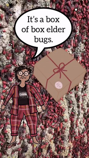 Fascinating Boxelder Bugs in Nature