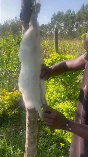 Village rabbit butchering to plate #fypシ #food #ytshorts please subscribe and thanks for watching