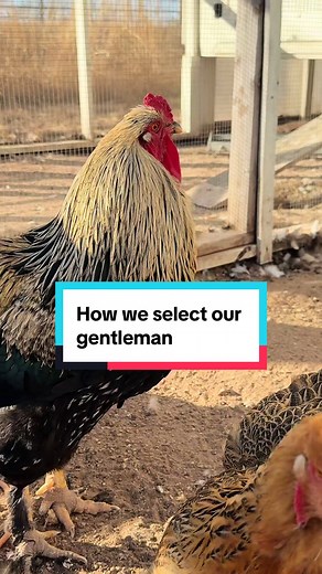 Raising Calm, Respectful Roosters: Genetics Firm Boundaries