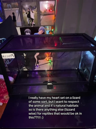 Choosing the Right Lizard as a First Reptile Pet