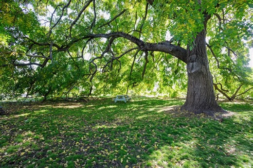 Thief sentenced to prison after stolen walnut tree intercepted at Michigan sawmill