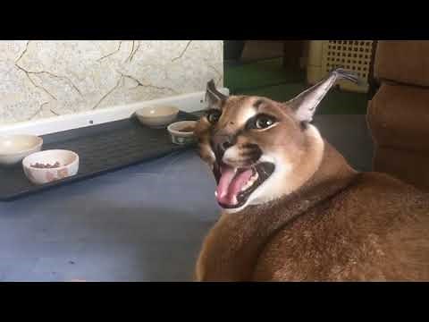 Big Floppa Meow Compilation