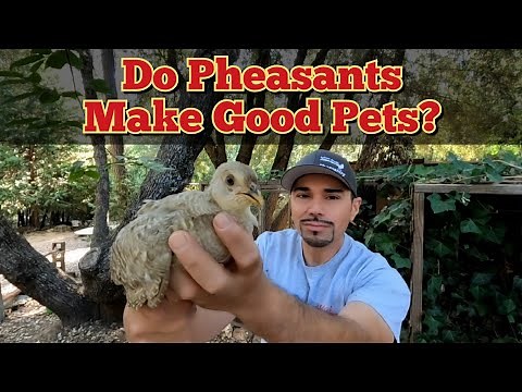 Keeping Pheasants As Pets