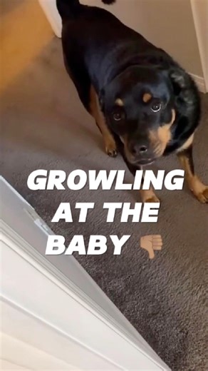 1.3M views · 30K reactions | One of the biggest causes of dog...