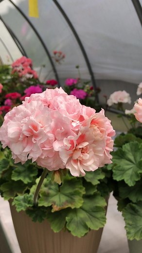 Сравнение пеларгоний: одинаковые или разные?