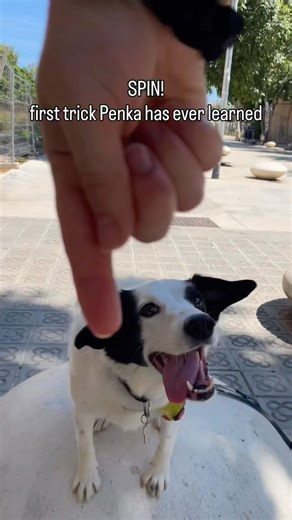 Easiest dog trick ever😃
