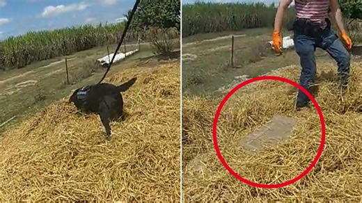 QLD police dog sniffs out secret weapons room