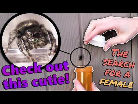 Collecting Wild Jumping Spiders!