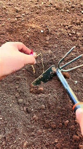 🌱⚙️ Shallot Bulb Planting: Dual-Head Hand Hoe Furrowing and Dibble Bedding
