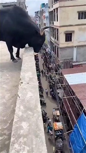 Animals That Can Sense Their Own Death!
