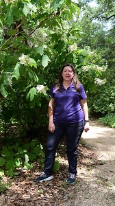 Learn about the native oakleaf hydrangea with LSU AgCenter horticulture agent Jessie Hoover. #LSUAgCenter #Hydrangea #Plants #Reels | LSU AgCenter