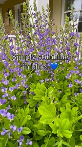 Pure blue perfection! 💙 Want a spring garden flower that looks amazing without all the hard work? False indigo is your answer! Are you growing it yet? This easy-care, low-maintenance perennial plant delivers these breathtaking blue blooms year after year. Deer won’t touch it, and it fits right into any cottage garden design. It grows tall and wide so I like to plant mine towards the back of the border. Will you be adding it to your garden this year? 💙 | BricksnBlooms