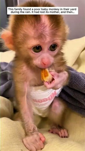 Rescuing a Lost Baby Monkey... #monkey #babymonkey #animals #wildliferescue #rescue #animalshorts