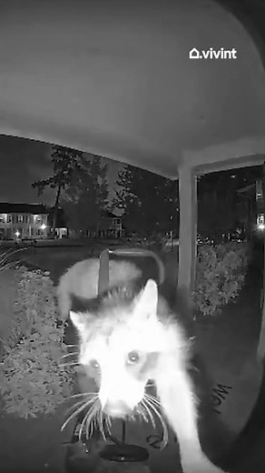 When they have a cover charge. #caughtoncamera #raccoons #vivint #wildlife