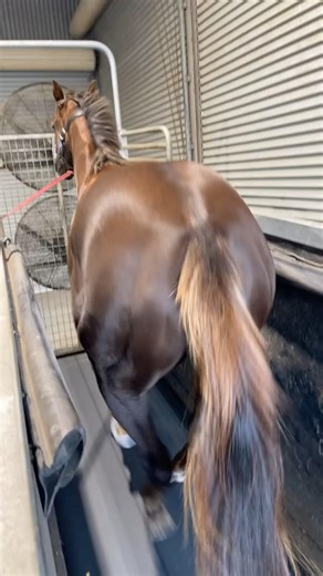 Horse Cantering on Treadmill | Racehorse Fitness & Training Routine