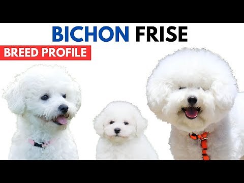 Bichon Frise Breed Profile History - Price - Traits - Bichon Frisé Grooming Needs - Lifespan
