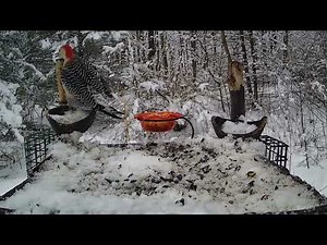 Cooper's Hawk Attack