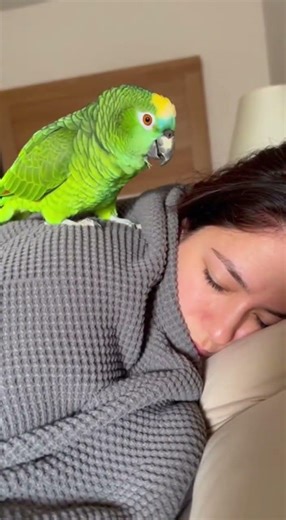 When the parrot is not in the mood today.#youtubeshorts #parrot #talkingparrot #birds #shorts #duet