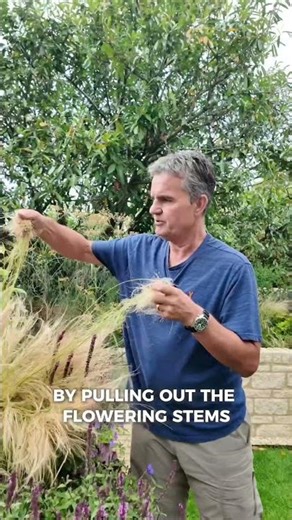 Stipa looking a bit wild?