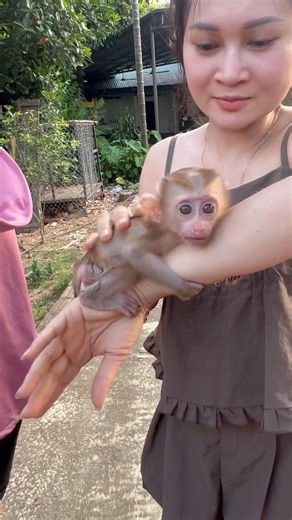 This baby monkey is so cute.😘😘🐒