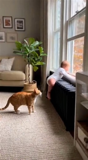 A baby tries to climb an open window, but the family cat RISKS EVERYTHING to pull the baby down just in time before mom rushes in panicking. Don't miss this incredible footage of a cat's bravery! #shortsfeed #catrescue #babysafety #AnimalHeroes #amazingcats #LifeSavers #protectingfamily #MustSee #fypシ゚viralシ #fypシ゚viralシfypシ゚ #foryoupagereels #trendingreelsvideo #viralreelschallenge | Sir Meows-A-Lot