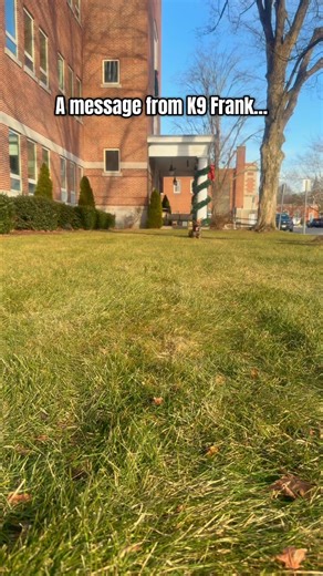 A message from Frank…Merry Christmas, ya filthy animal 🎄🐕‍🦺 — straight from the good boy himself. | West Springfield Police Department