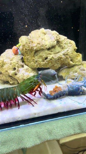 In the Battle: Giant Mantis Shrimp Vs Mother Crayfish showdown in the Saltwater