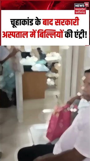 MP News : Indore के MY अस्पताल के वार्ड में बिल्ली ने दिया बच्चों को जन्म | MY Hospital Indore |N18S