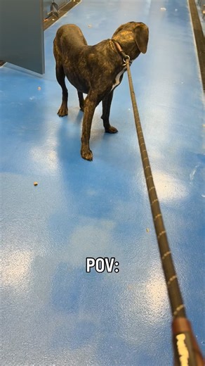 Meet Elias. Elias isn’t even a year old and entered the shelter via a Good Samaritan as a stray- along with his pal Edith. Despite being obviously frightened, Elias is trying his best. He’s nothing but sweet and is very gentle. And definitely is curious and he is getting the courage to come out and open up! 🐾 Elias 🎂 10 months 🧬 lab mix ✂️ not yet 1st vaccines ❤️🐛 negative 🐶 pending evaluation 📍Lancaster County Animal Shelter SC ❇️ Pull fees sponsored ❇️ $300 sponsorship for heartworm posi