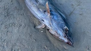 Blue marlin seen jumping in the surf at Jensen Beach washes up on shore later. What happened?