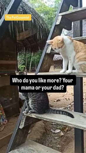 Marshall on Instagram: "Who do you like more? Your mum or your dad? 😻 #cats #catlife #cat #catsofinstagram #catlover"