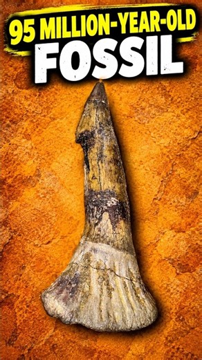 Do You Want This 95 Million Year Old Fossil? #fossils #collection #rare