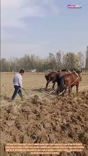 The Tradition of Horse-Drawn Plowing