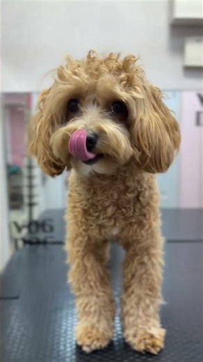 Maltipoo Cookie Full Grooming ✨ Complete Care & Fluffy Result