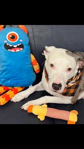 Silly, playful, r️eady for love kinda pups !!! Available for adoption  Shelter opens tomorrow 12 pm Manatee County Animal Welfare | For the Love of Dogs- foster, adopt, & volunteer at MCAW | Facebook