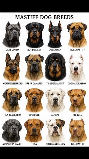 Top 16 Powerful Mastiff Dog Breeds in the World 🐶🔥