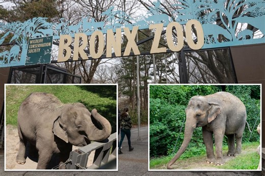 NYC lawyers call on Bronx Zoo’s last 2 elephants Happy and Patty to be moved to animal sanctuary as concerns over care grow