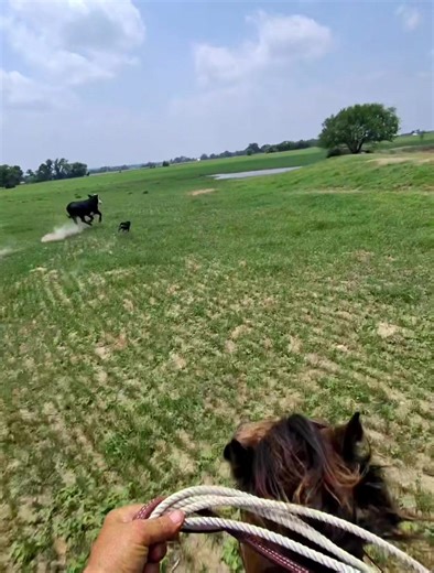 Peach can fly. Probably my favorite video. This video was taken down for some reason so I thought I’d repost it. #cowboy #horse #rancho #cowboylife #Texas