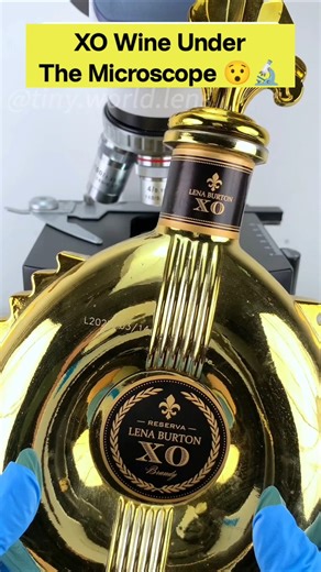 surprising view XO win under the microscope 😱🔬 #shorts #shockingfacts #microscope #science #funny