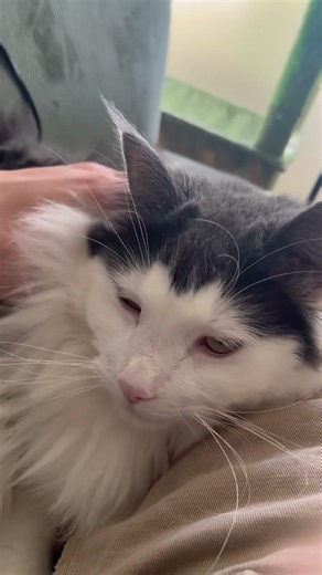 ごろごろー #cat #かしわねこ #猫のいる暮らし #ノルウェージャンフォレストキャット